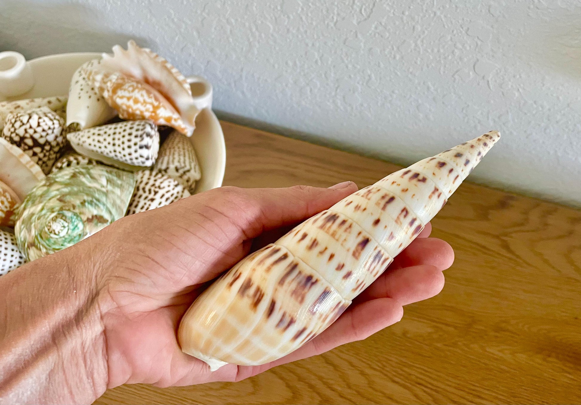 MARLIN SPIKE AUGER Shell *All Sizes* Natural White Brown Large Coastal Beach Home Décor Terebra Maculata
