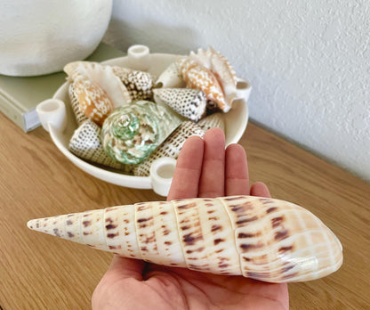 MARLIN SPIKE AUGER Shell *All Sizes* Natural White Brown Large Coastal Beach Home Décor Terebra Maculata