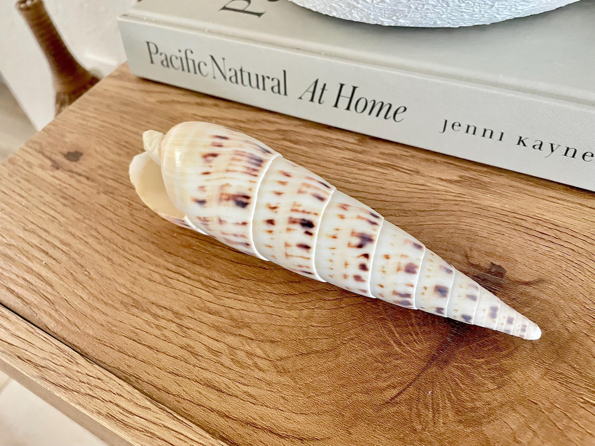 MARLIN SPIKE AUGER Shell *All Sizes* Natural White Brown Large Coastal Beach Home Décor Terebra Maculata