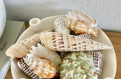 MARLIN SPIKE AUGER Shell *All Sizes* Natural White Brown Large Coastal Beach Home Décor Terebra Maculata