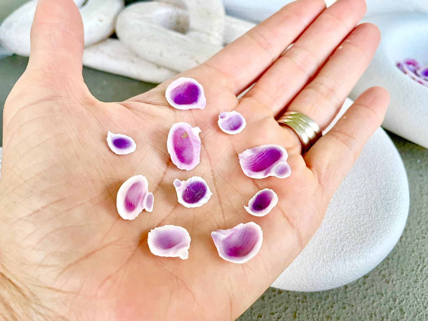 CEBU BEAUTY HALF Cuts Craft Shells .25-.5" *You Choose Quantity*Purple Violet Seashells Coastal Beach