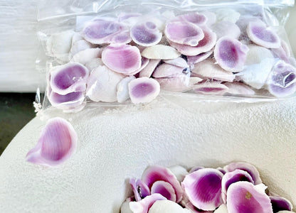 CEBU BEAUTY HALF Cuts Craft Shells .25-.5" *You Choose Quantity*Purple Violet Seashells Coastal Beach