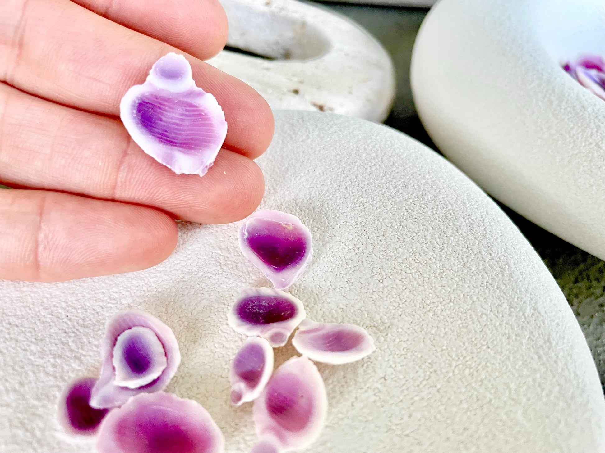 CEBU BEAUTY HALF Cuts Craft Shells .25-.5" *You Choose Quantity*Purple Violet Seashells Coastal Beach