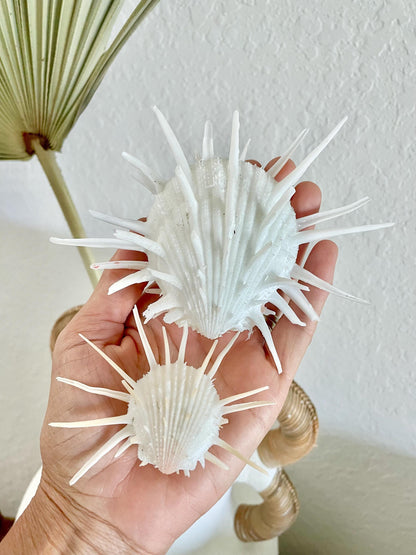 100% Natural White Imperial Spiny Oyster Pair -CHOOSE SIZE 2-6" Rare Paired Sea Shell Seashell Beach Home Décor Ocean Life Specimen