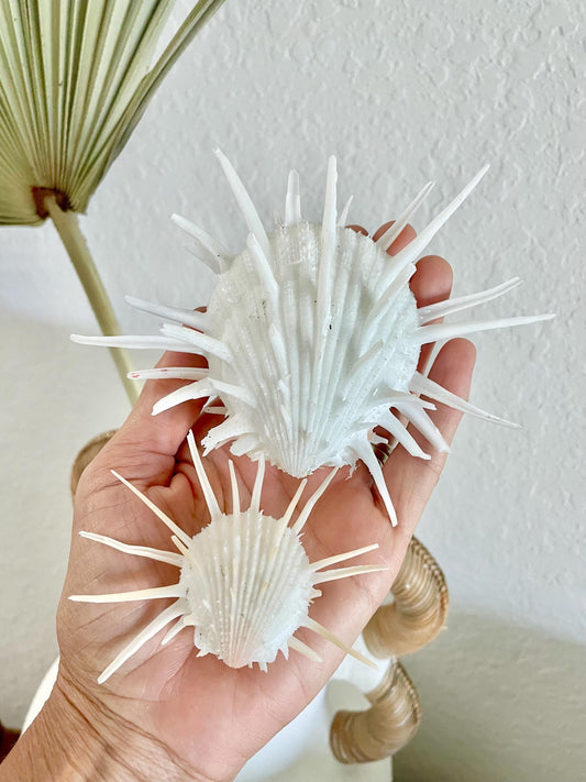100% Natural White Imperial Spiny Oyster Pair -CHOOSE SIZE 2-6" Rare Paired Sea Shell Seashell Beach Home Décor Ocean Life Specimen