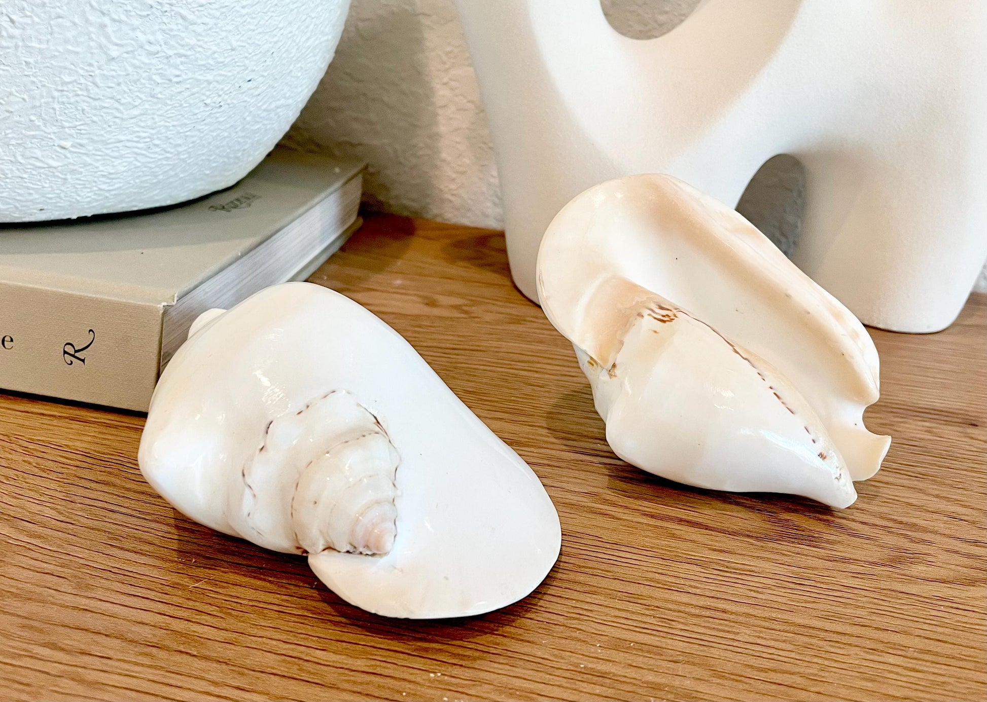 Polished High Gloss White Smooth 4-5" Lambis Seashell Modern Conch Sea shell Beach Nautical Décor Display Collectable Gift