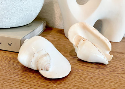 Polished High Gloss White Smooth 4-5" Lambis Seashell Modern Conch Sea shell Beach Nautical Décor Display Collectable Gift