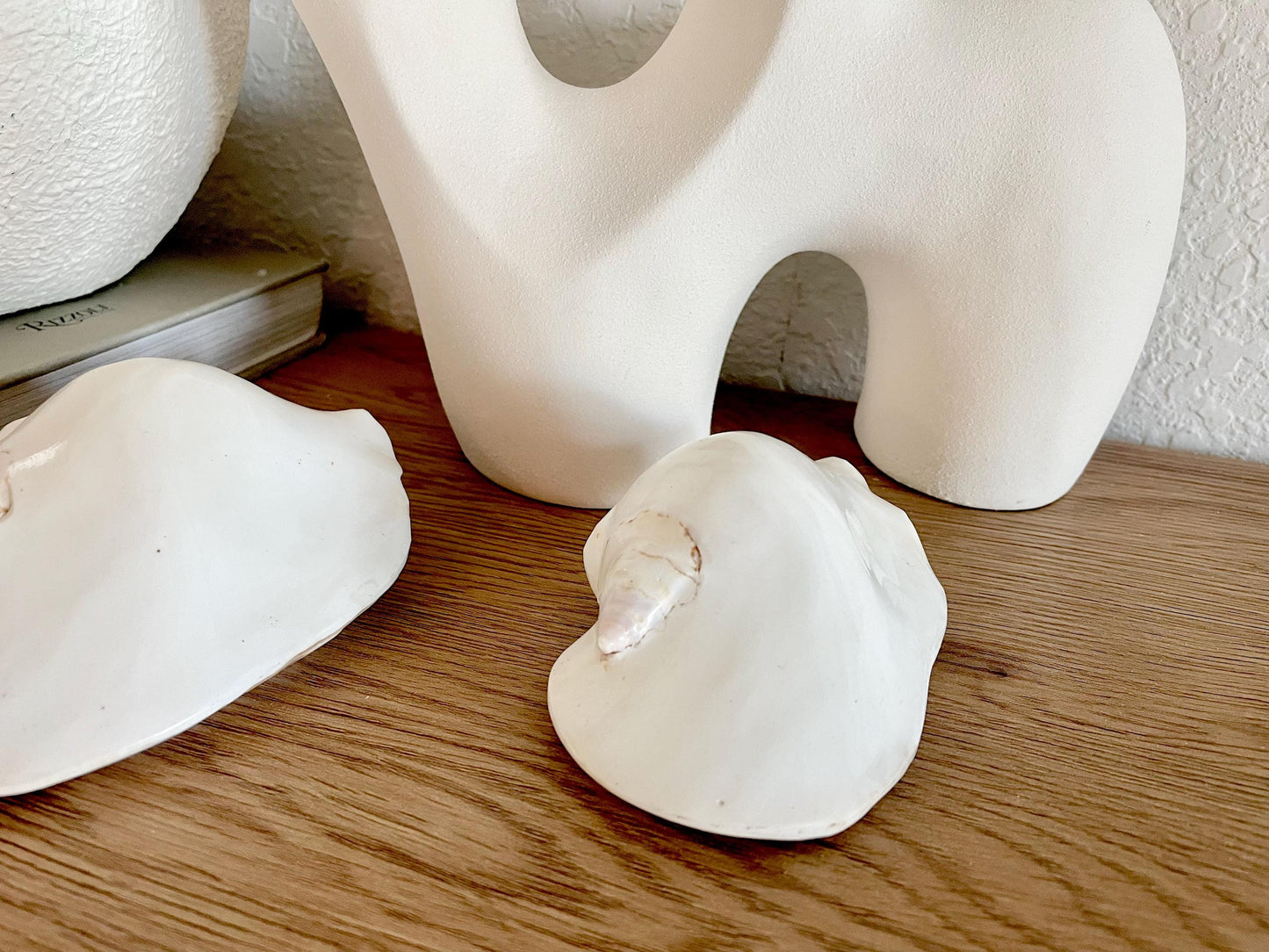 Polished High Gloss White Smooth 4-5" Lambis Seashell Modern Conch Sea shell Beach Nautical Décor Display Collectable Gift
