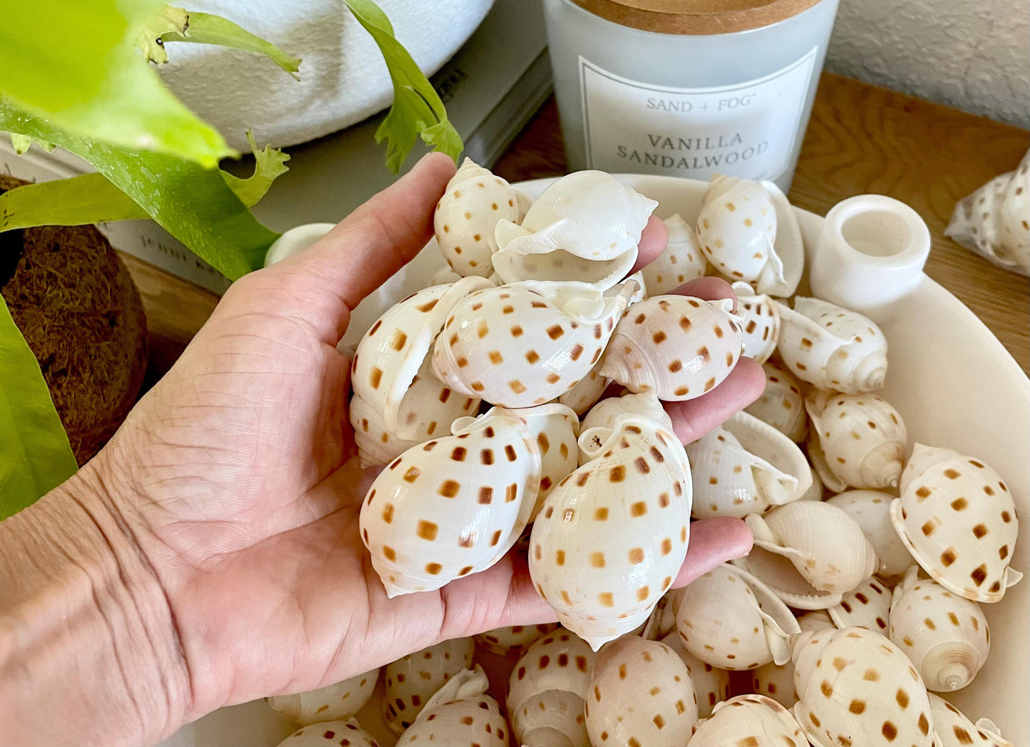 SCOTCH BONNET SHELLS * You Choose Quantity* 1.5-2" Natural Spotted Color White Brown Small Craft Seashells Cassis Pila Coastal Beach Décor