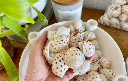 SCOTCH BONNET SHELLS * You Choose Quantity* 1.5-2" Natural Spotted Color White Brown Small Craft Seashells Cassis Pila Coastal Beach Décor