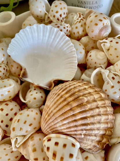 DEEP BAKING CUPS Scallop Shells Mexican 3-3.5" Natural Yellow Brown Medium Sized Craft Shells Beach Coastal Home Décor Candle Making