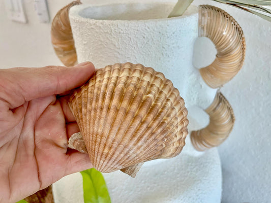 DEEP BAKING CUPS Scallop Shells Mexican 3-3.5" Natural Yellow Brown Medium Sized Craft Shells Beach Coastal Home Décor Candle Making