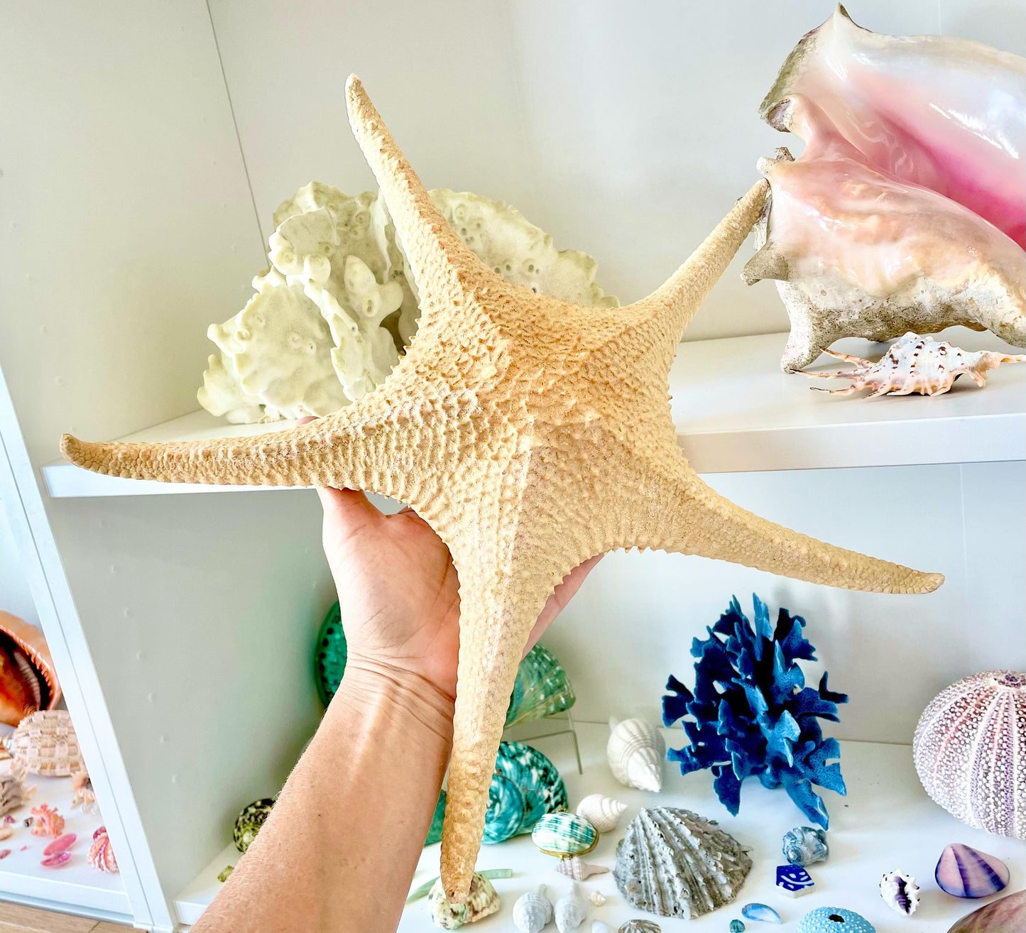 Rare WORLDS LARGEST 14-17" Pink Tip Starfish Beach Home Décor Mantle Piece Coastal Lovers Gift Golden pink Yellow Orange Seashells Shells