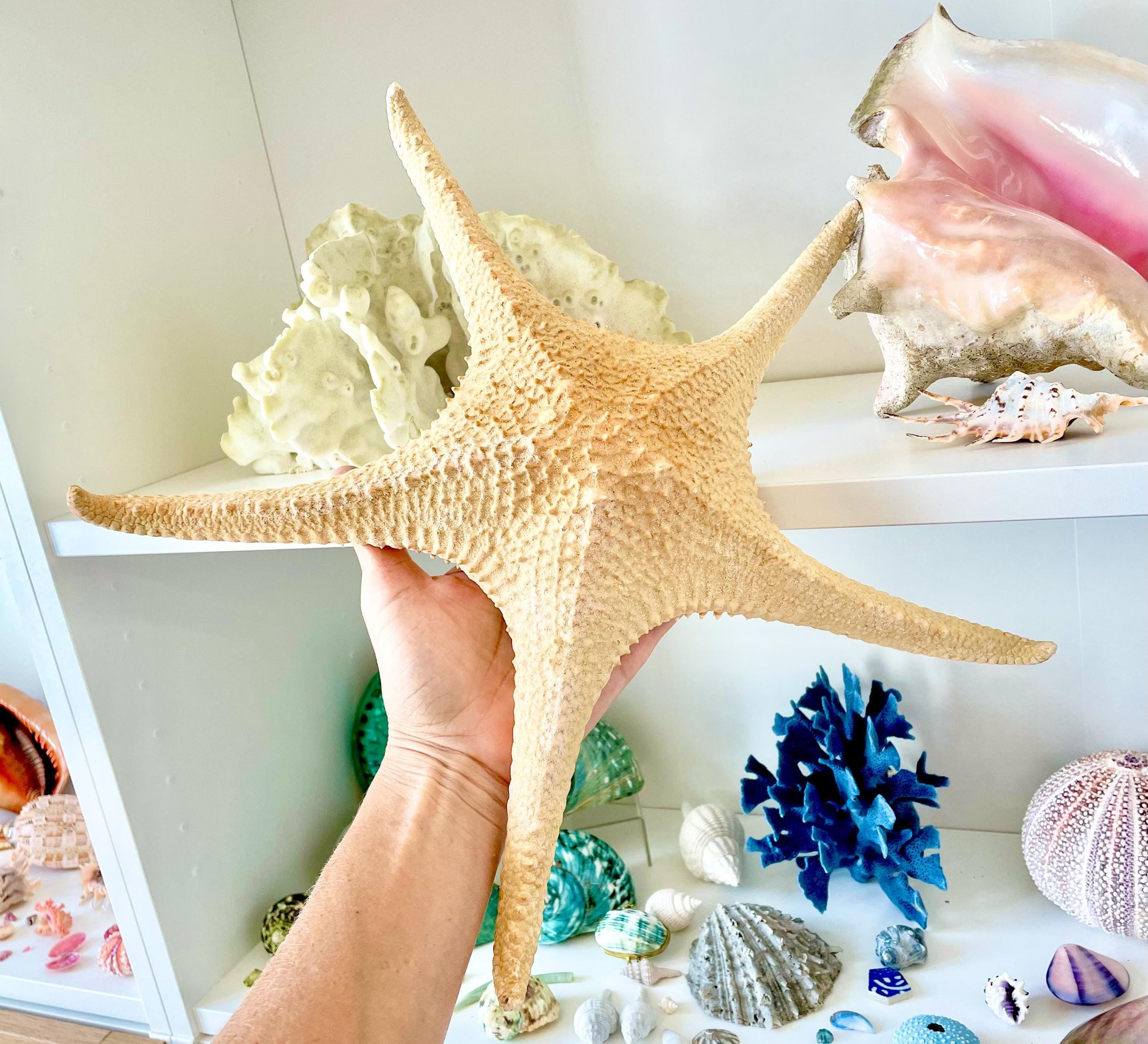 Rare WORLDS LARGEST 14-17" Pink Tip Starfish Beach Home Décor Mantle Piece Coastal Lovers Gift Golden pink Yellow Orange Seashells Shells