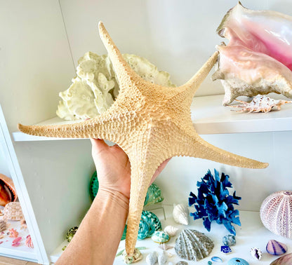 Rare Pink Tip Starfish 14-17" *You choose Size* Beach Coastal Home Décor