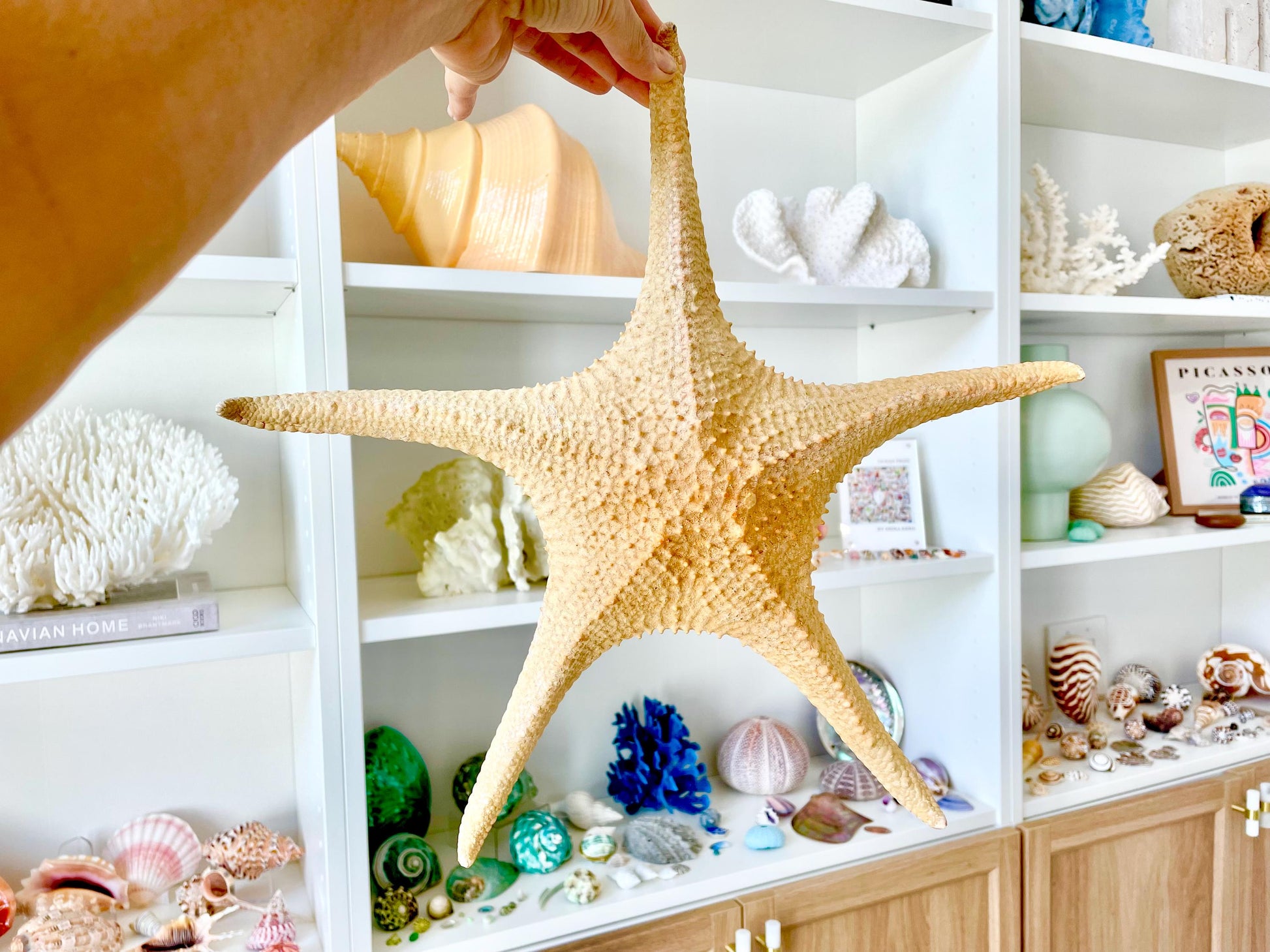 Rare WORLDS LARGEST 14-17" Pink Tip Starfish Beach Home Décor Mantle Piece Coastal Lovers Gift Golden pink Yellow Orange Seashells Shells