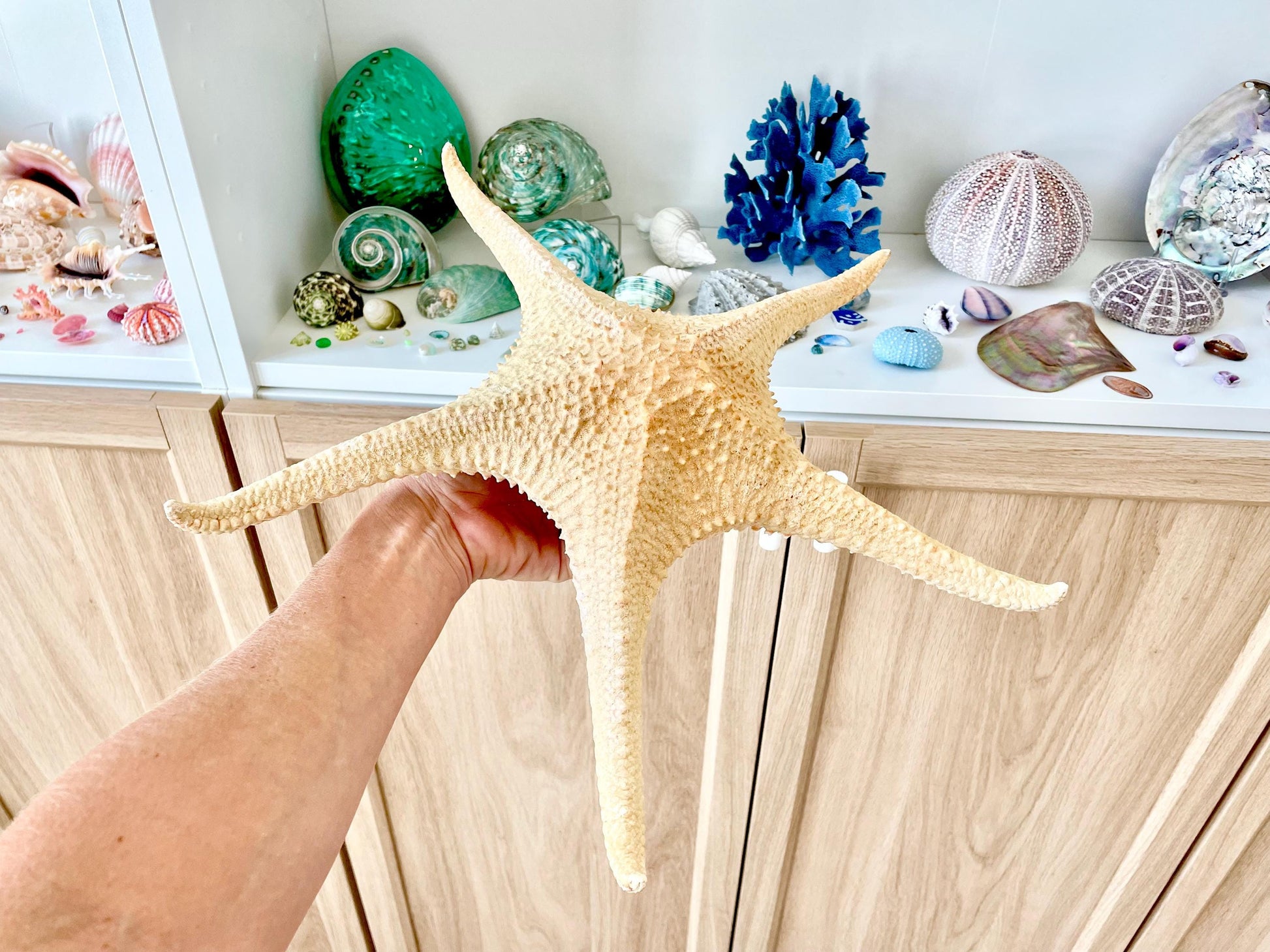 Rare WORLDS LARGEST 14-17" Pink Tip Starfish Beach Home Décor Mantle Piece Coastal Lovers Gift Golden pink Yellow Orange Seashells Shells