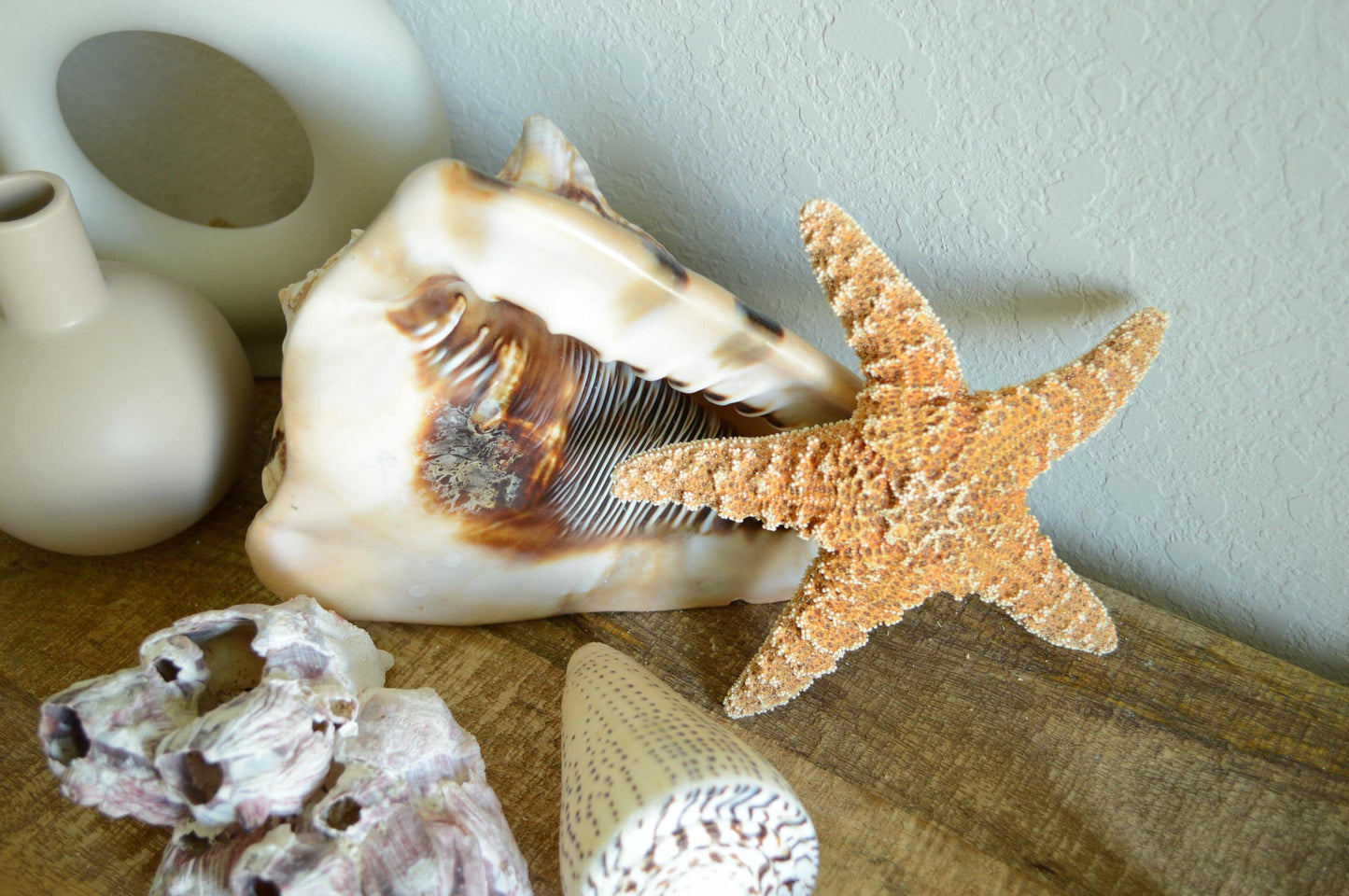 Natural Sugar Starfish: 1-13” *You Choose Size* Coastal Décor, Beach Wedding Crafts