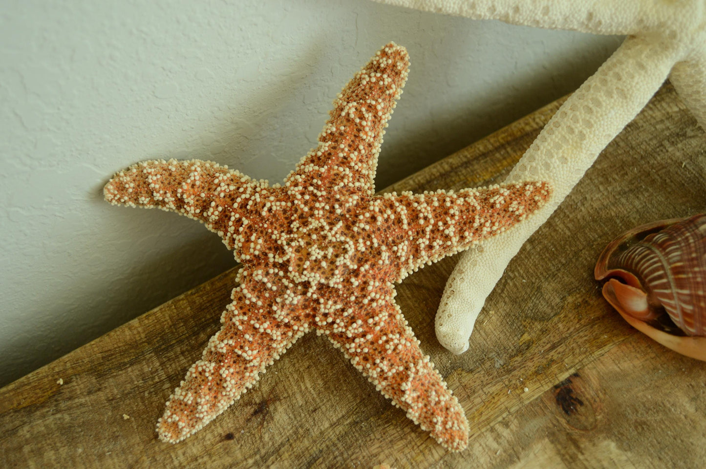 Natural Sugar Starfish: 1-13” *You Choose Size* Coastal Décor, Beach Wedding Crafts