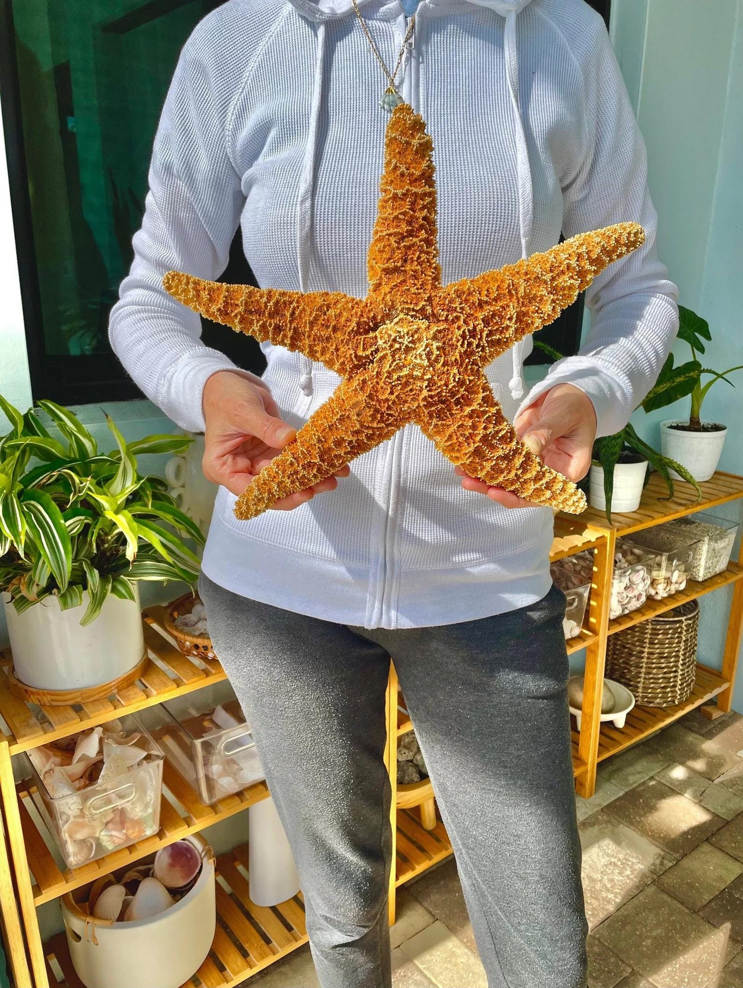 Sugar Starfish 100% Real XS-XXL 1-13” Orange Crafts & Coastal Décor Star Fish Wedding Beach Nautical