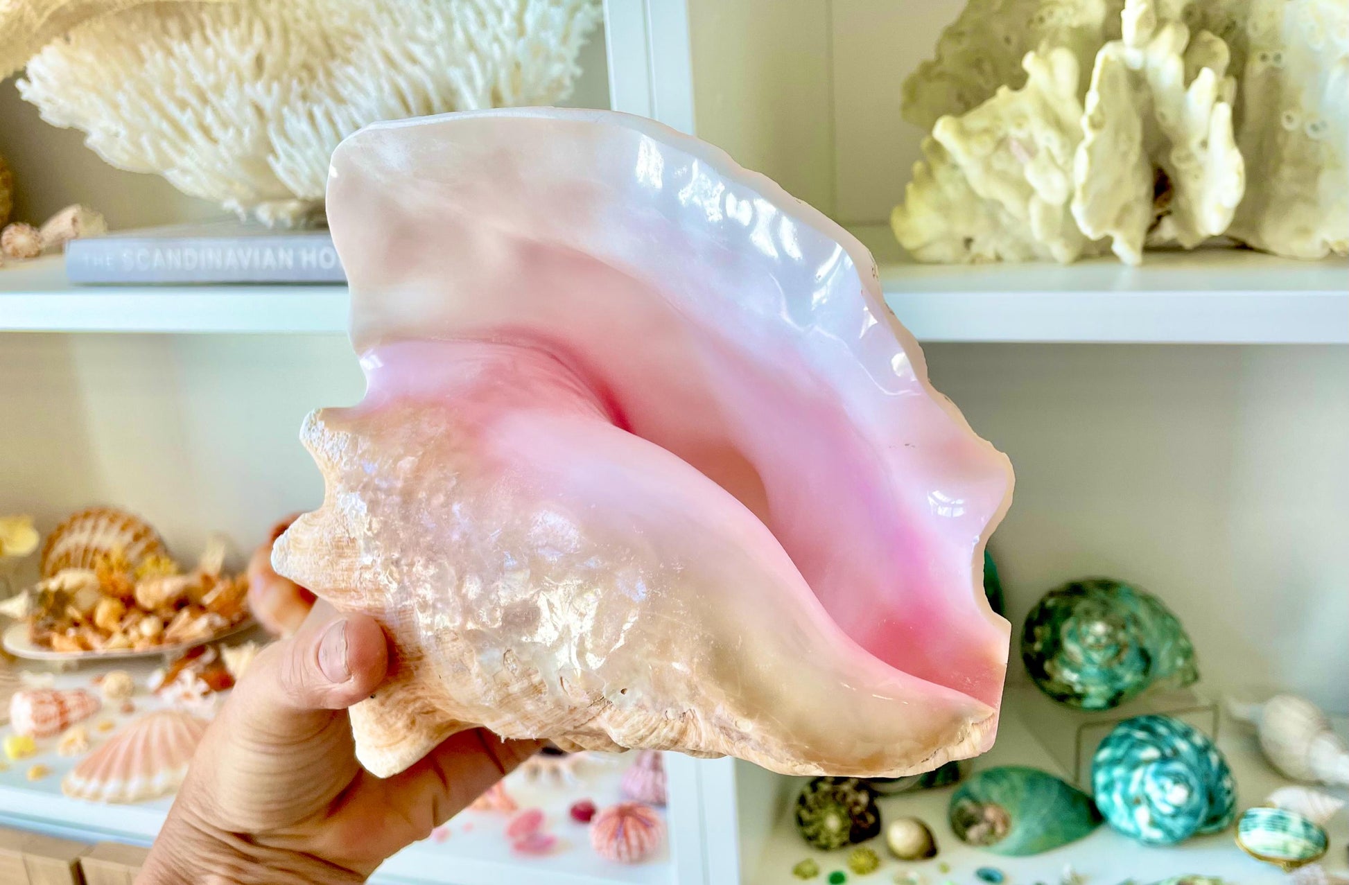Bahama Pink Queen Conch Horn Shell 6-9", Upcycled Sustainable Coastal Décor