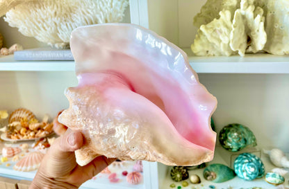 Bahama Pink Queen Conch Horn Shell 6-9", Upcycled Sustainable Coastal Décor