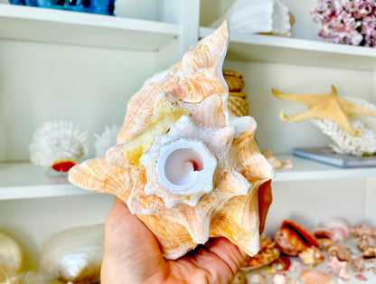 Bahama Pink Queen Conch Horn Shell 6-9", Upcycled Sustainable Coastal Décor