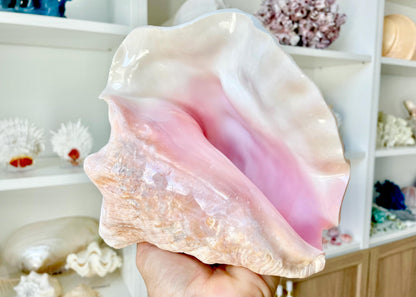 Bahama Pink Queen Conch Horn Shell 6-9", Upcycled Coastal Décor
