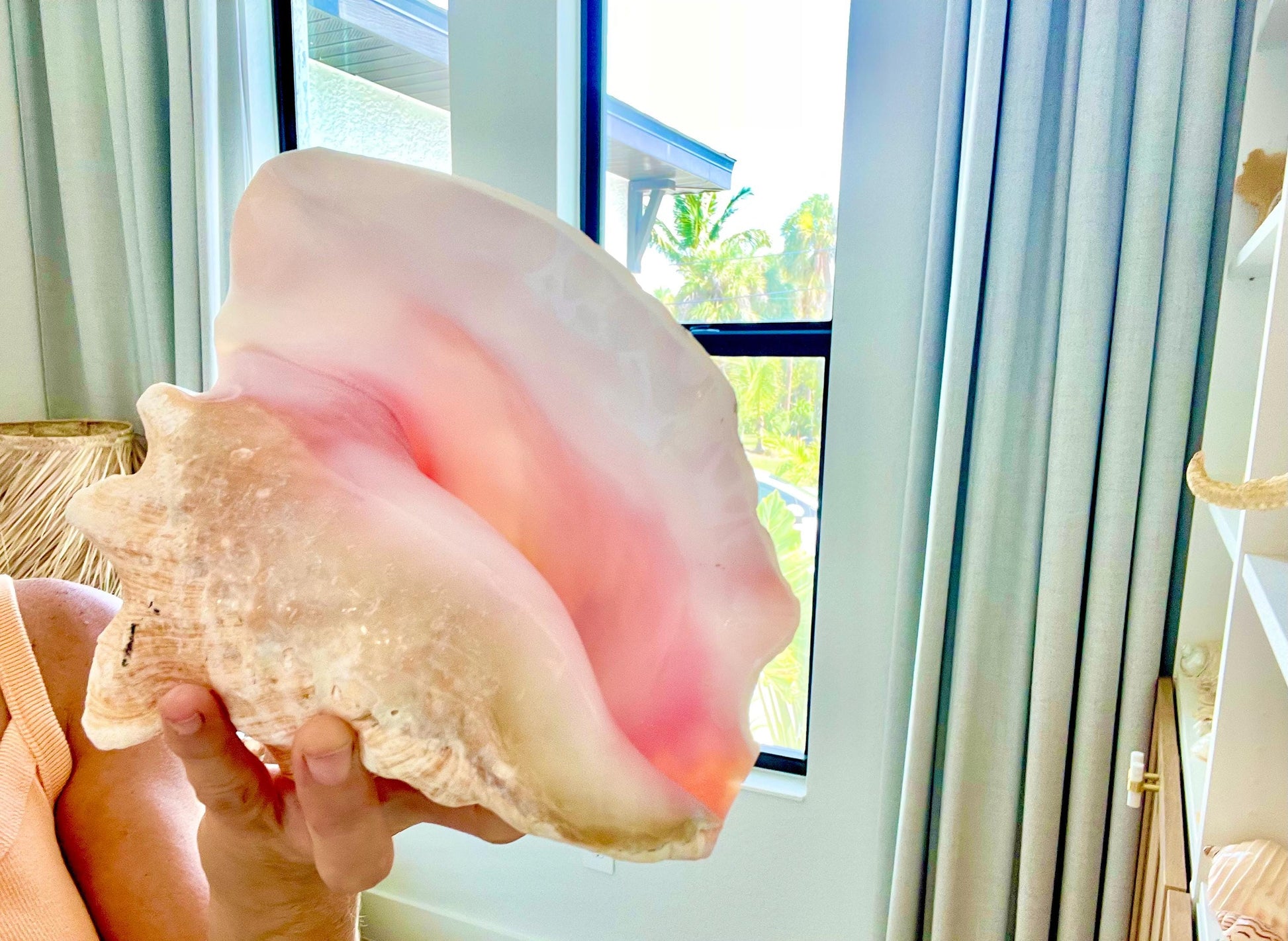 BAHAMA PINK HORN Shell 7-8" Queen Conch Natural Seashell Toy Caribbean Beach Nautical Coastal Sustainable Upcycled Trumpet