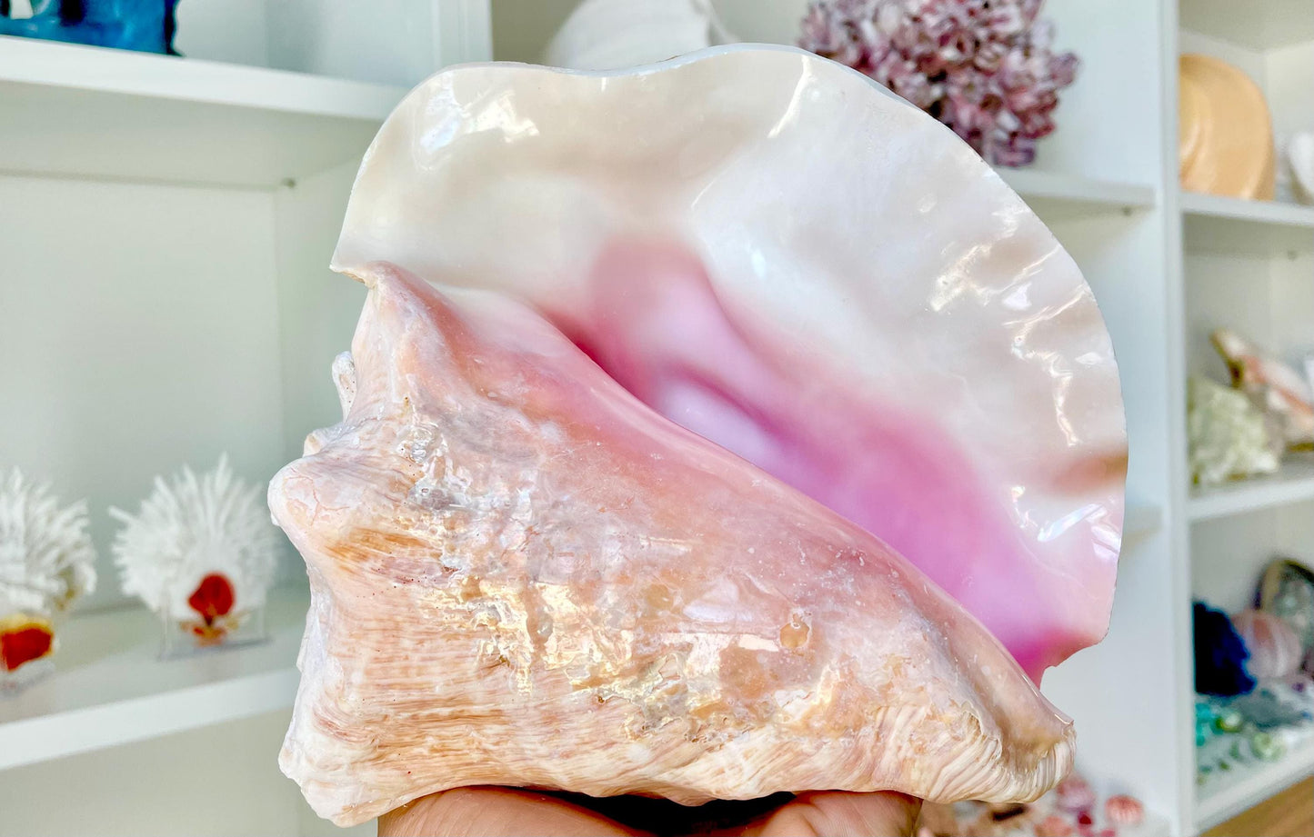 BAHAMA PINK HORN Shell 7-8" Queen Conch Natural Seashell Toy Caribbean Beach Nautical Coastal Sustainable Upcycled Trumpet