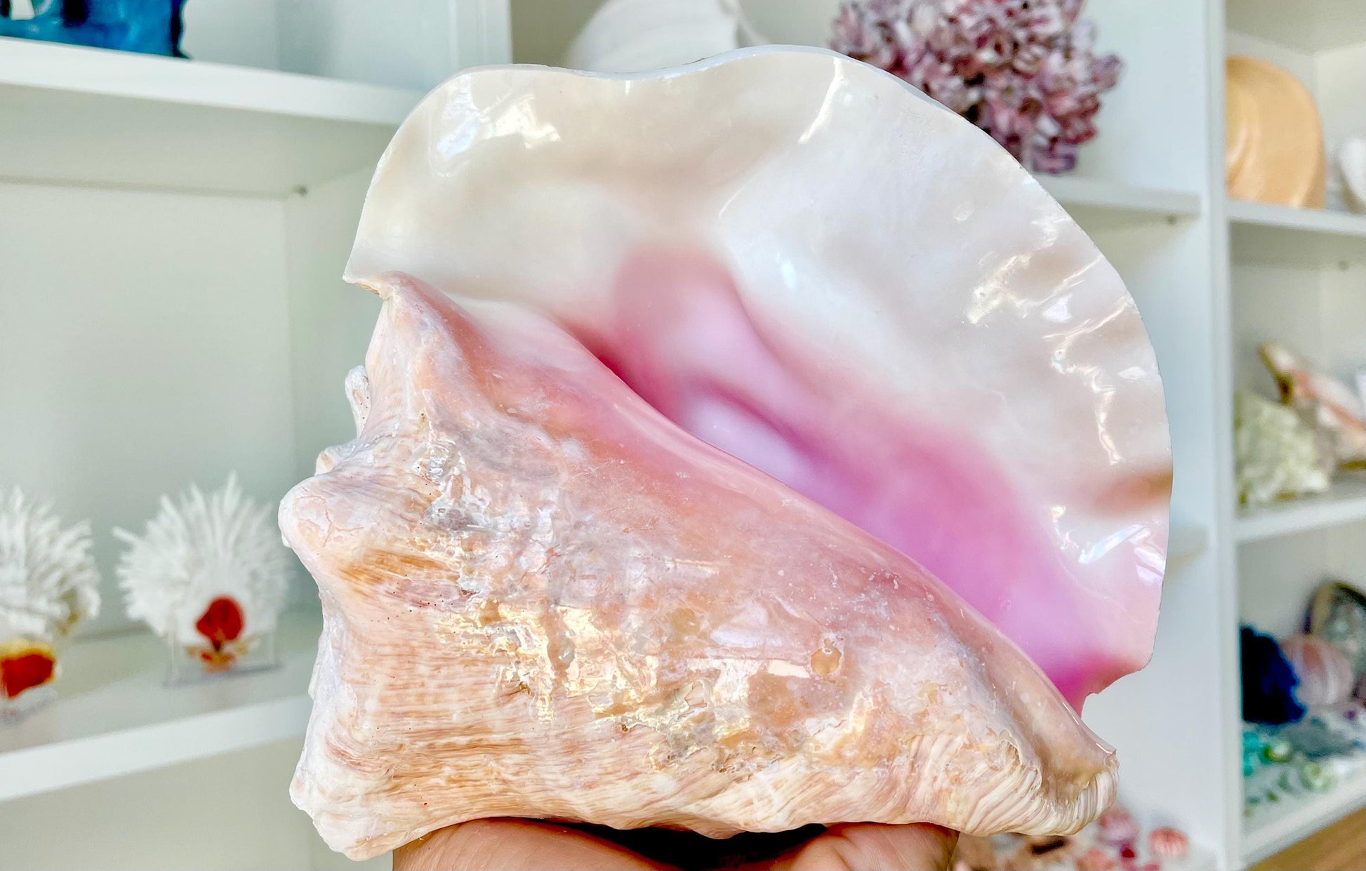 BAHAMA PINK HORN Shell 7-8" Queen Conch Natural Seashell Toy Caribbean Beach Nautical Coastal Sustainable Upcycled Trumpet