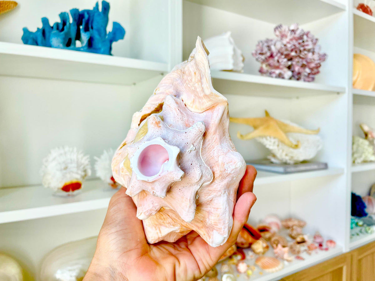 Bahama Pink Queen Conch Horn Shell 6-9", Upcycled Sustainable Coastal Décor