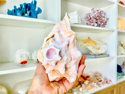 Bahama Pink Queen Conch Horn Shell 6-9", Upcycled Sustainable Coastal Décor