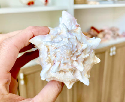 100% Natural PINK Murex Conch Shell Seashell XL 4-5" Coastal Beach Nautical Home Décor Air Plant Holder Planter