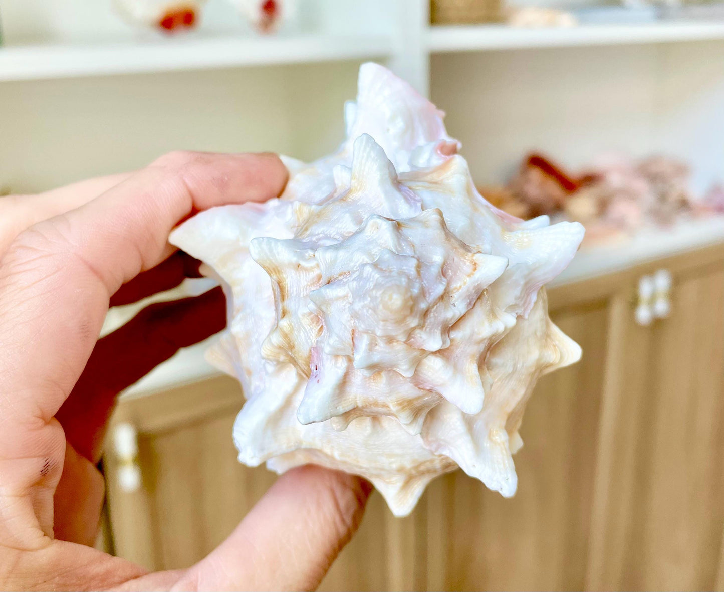 PINK MUREX CONCH Shell 4-5" Display Seashell Coastal Beach Home Décor