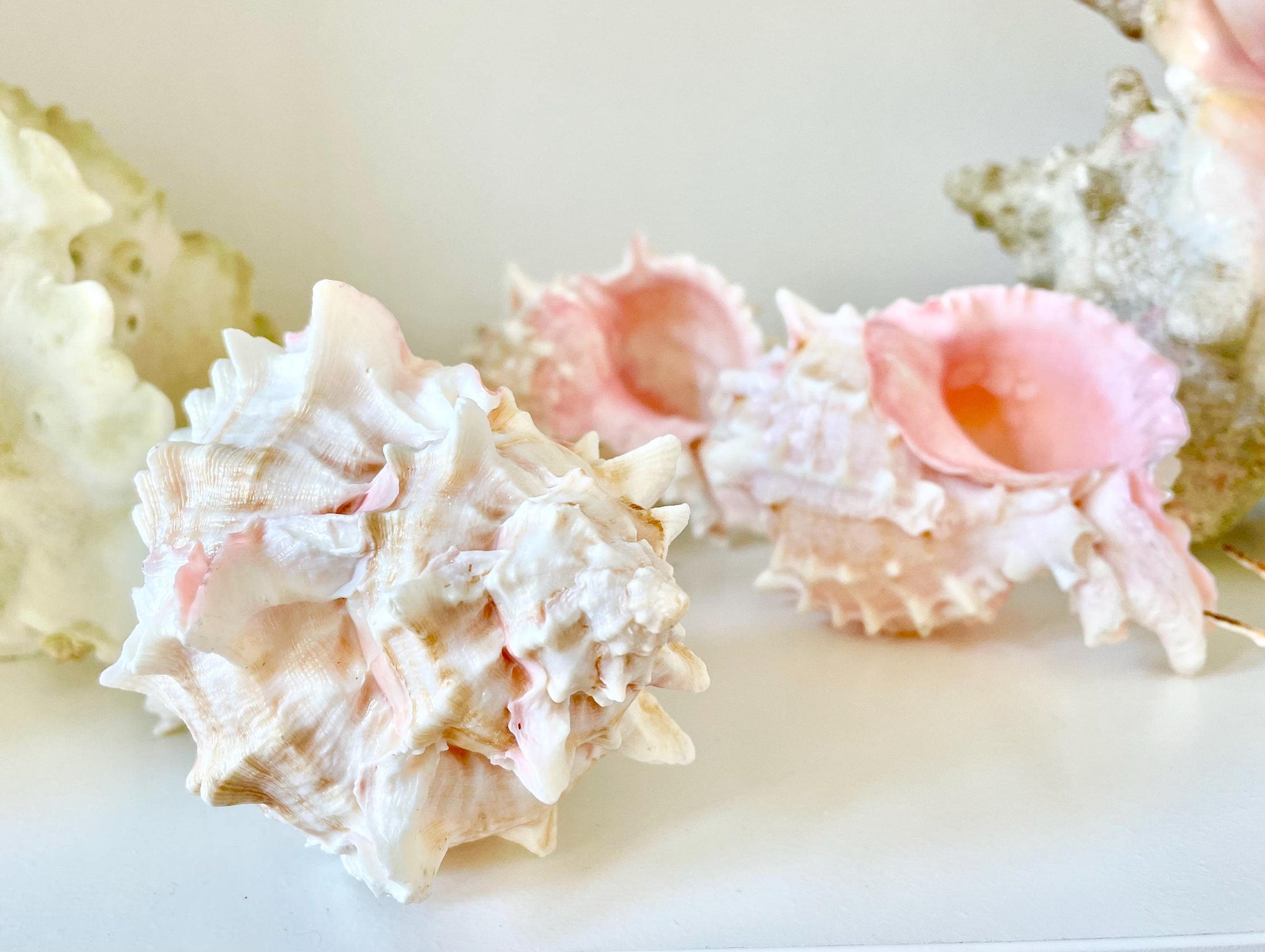100% Natural PINK Murex Conch Shell Seashell XL 4-5" Coastal Beach Nautical Home Décor Air Plant Holder Planter