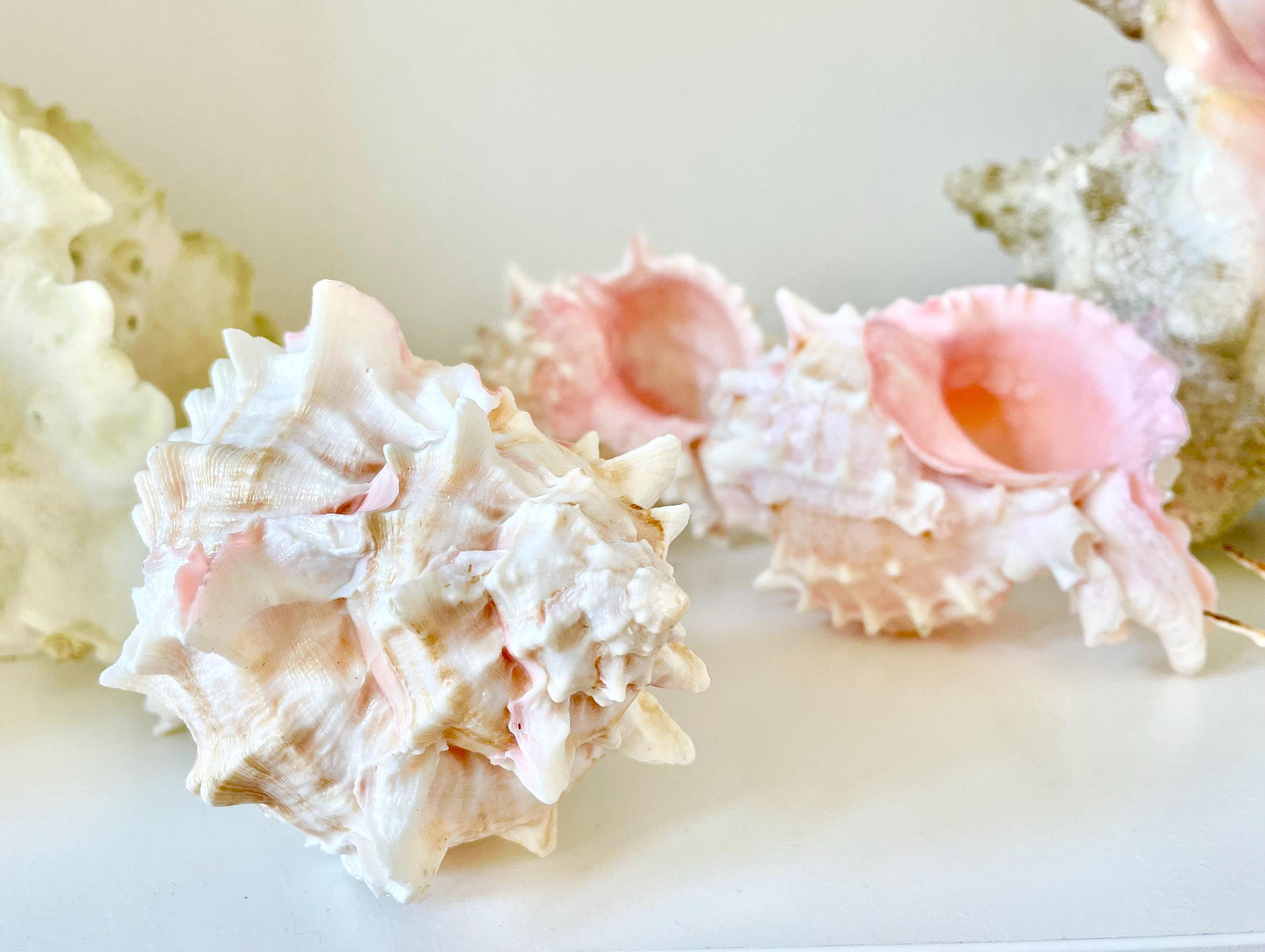 PINK MUREX CONCH Shell 4-5" Display Seashell Coastal Beach Home Décor