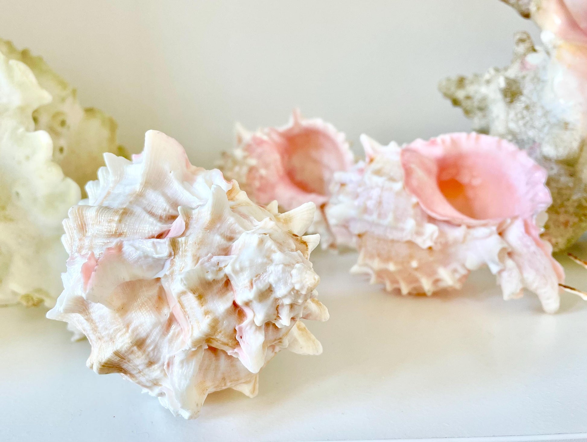 PINK MUREX CONCH Shell 4-5" Display Seashell Coastal Beach Home Décor