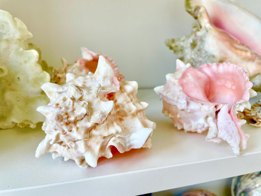 PINK MUREX CONCH Shell 4-5" Natural Color White Display Seashell Coastal Beach Home Décor