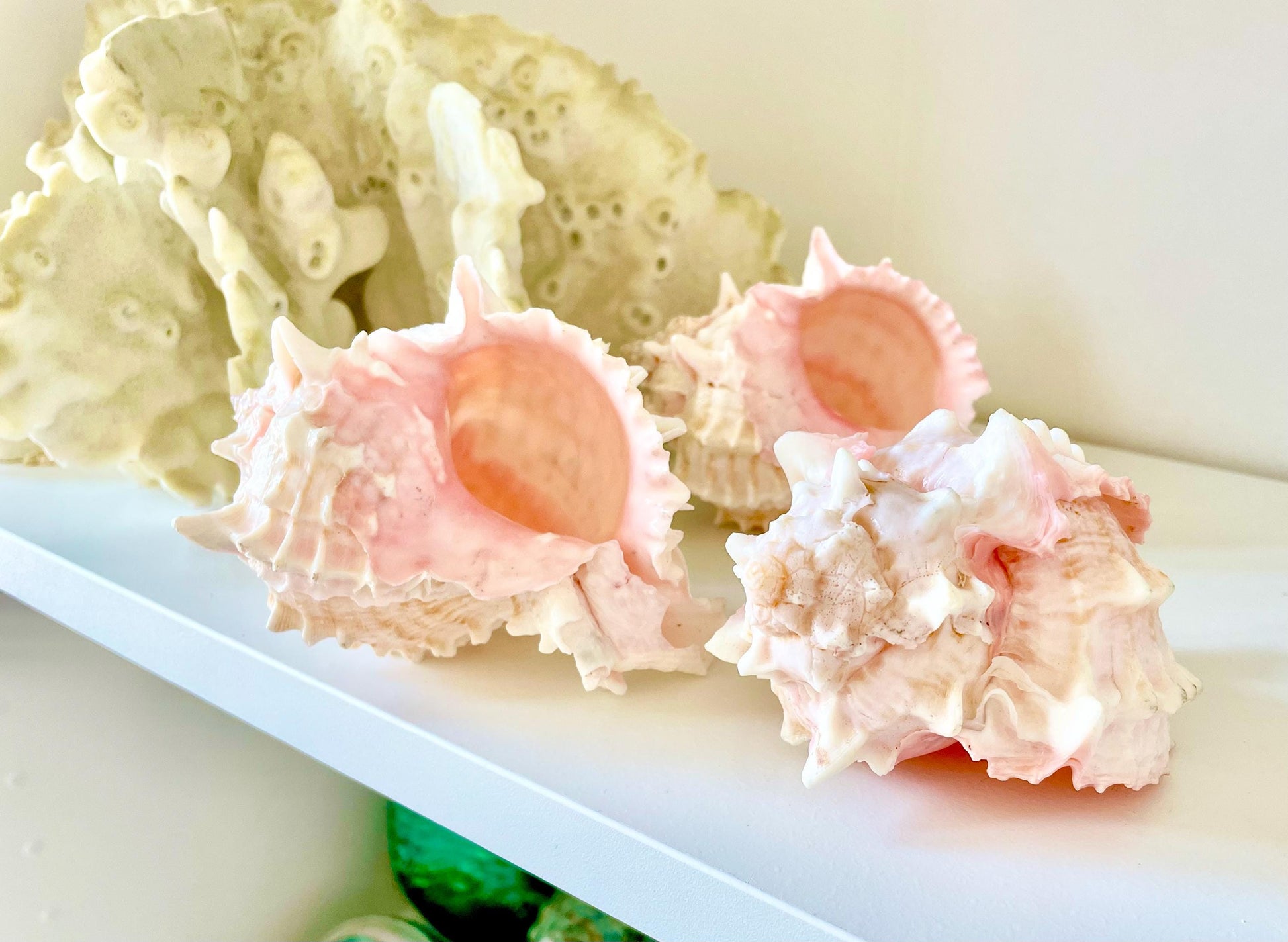 100% Natural PINK Murex Conch Shell Seashell XL 4-5" Coastal Beach Nautical Home Décor Air Plant Holder Planter