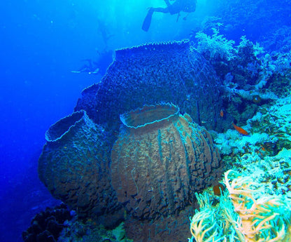 Giant Ridge Barrel Sponge Genuine Rare Preserved 9-10" Beach Ocean Oddities Seashell Collectors Brown Sea Shells Xestospongia Testudinaria