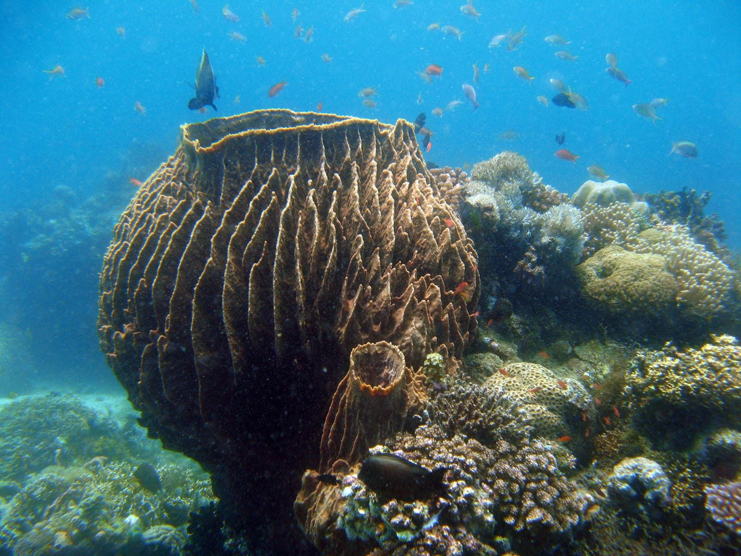 Giant Ridge Barrel Sponge Genuine Rare Preserved 9-10" Beach Ocean Oddities Seashell Collectors Brown Sea Shells Xestospongia Testudinaria