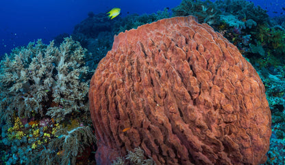 Giant Ridge Barrel Sponge Genuine Rare Preserved 9-10" Beach Ocean Oddities Seashell Collectors Brown Sea Shells Xestospongia Testudinaria