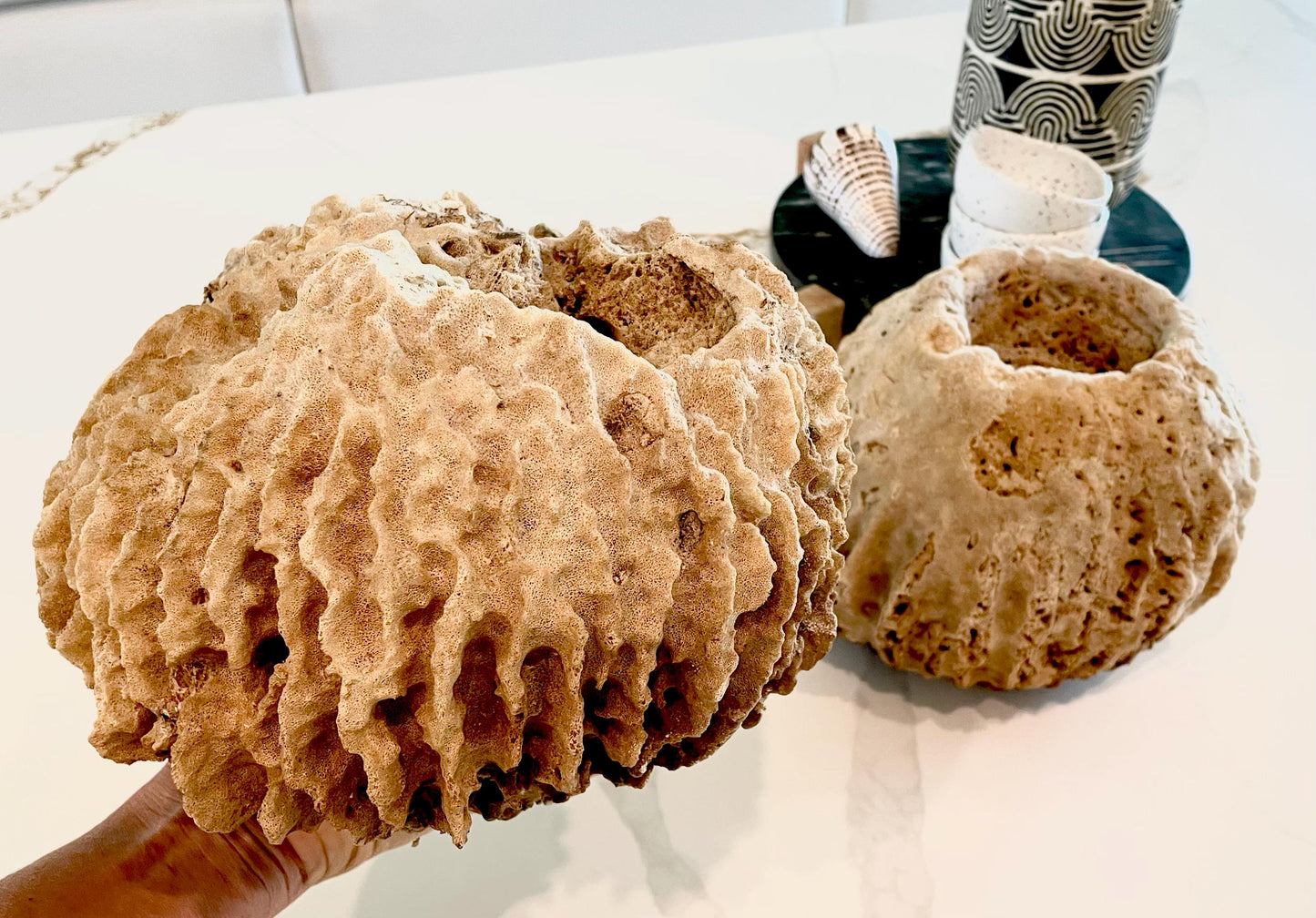 Giant Ridge Barrel Sponge Genuine Rare Preserved 9-10" Beach Ocean Oddities Seashell Collectors Brown Sea Shells Xestospongia Testudinaria
