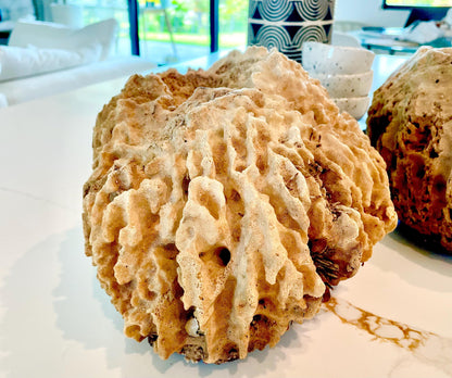 Giant Ridge Barrel Sponge Genuine Rare Preserved 9-10" Beach Ocean Oddities Seashell Collectors Brown Sea Shells Xestospongia Testudinaria
