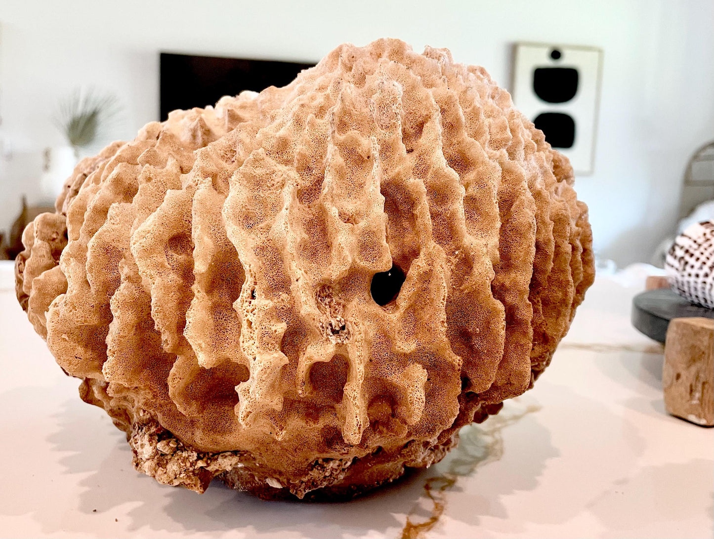 Giant Ridge Barrel Sponge Genuine Rare Preserved 9-10" Beach Ocean Oddities Seashell Collectors Brown Sea Shells Xestospongia Testudinaria