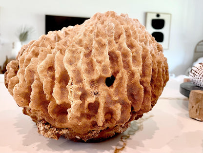 Giant Ridge Barrel Sponge Genuine Rare Preserved 9-10" Beach Ocean Oddities Seashell Collectors Brown Sea Shells Xestospongia Testudinaria