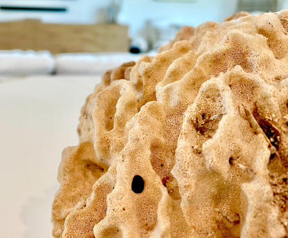 Giant Ridge Barrel Sponge Genuine Rare Preserved 9-10" Beach Ocean Oddities Seashell Collectors Brown Sea Shells Xestospongia Testudinaria