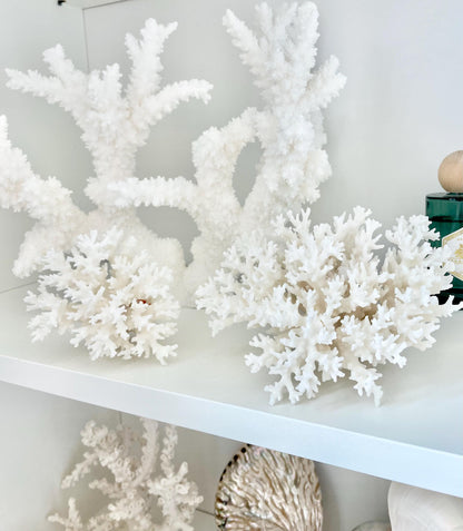 LACE Coral White All Sizes Authentic Natural Real Sea Fossil Coastal Décor Ocean Beach House Organic Sustainable Nature Art Aquarium