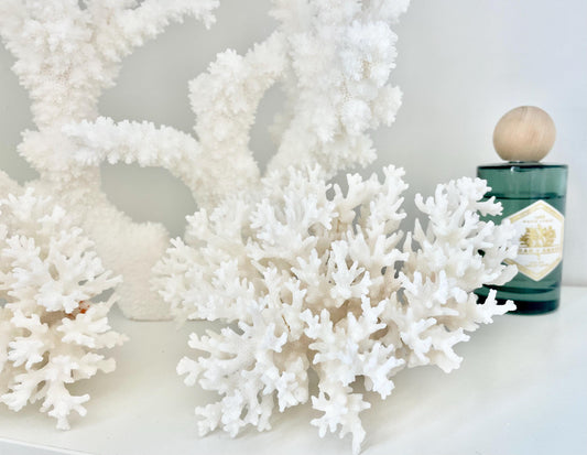 LACE Coral White *All Sizes* Authentic Natural Real Sea Fossil Coastal Décor